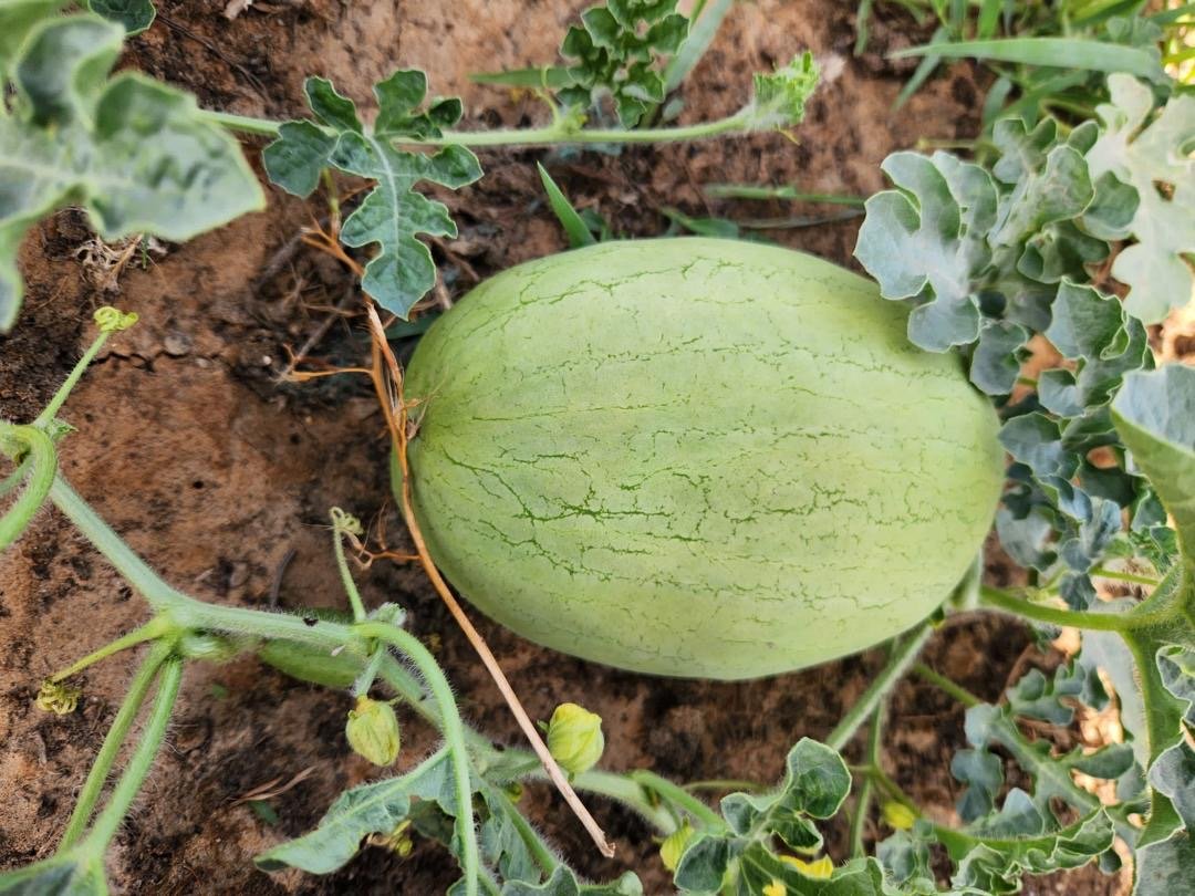 Watermelon 🍉
